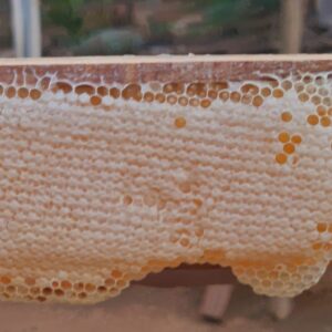 Honeycomb